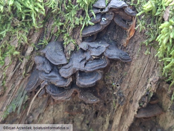 Hymenochaete rubiginosa