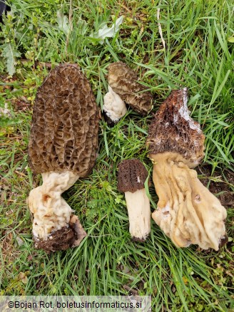 Morchella elata