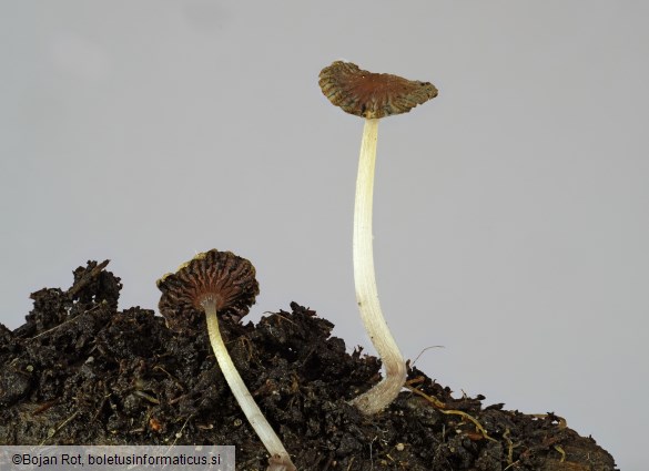 Ephemerocybe marculenta