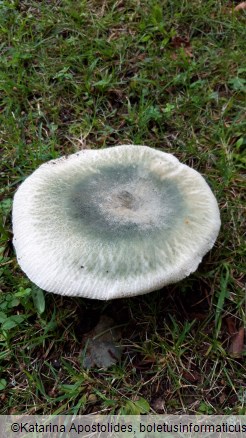 Russula virescens