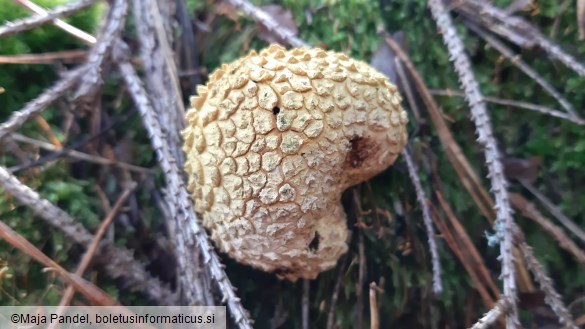 Scleroderma citrinum