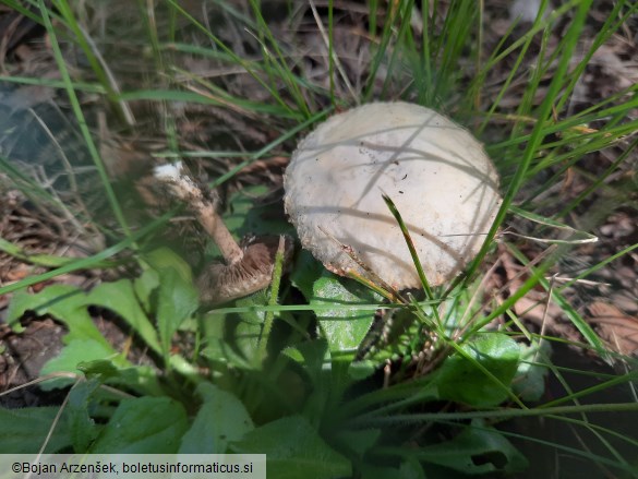 Agrocybe dura