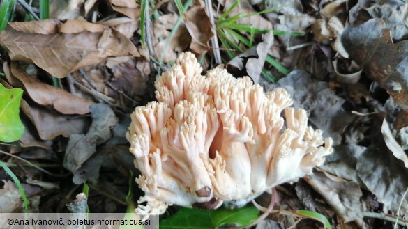 Ramaria formosa