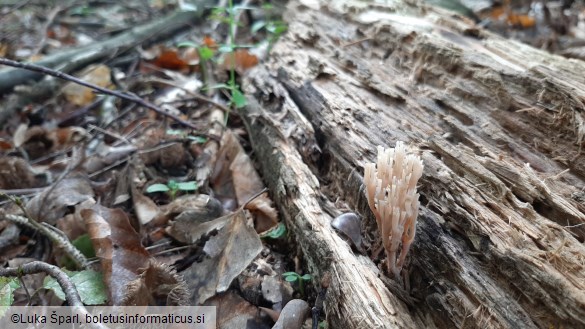 Artomyces pyxidatus