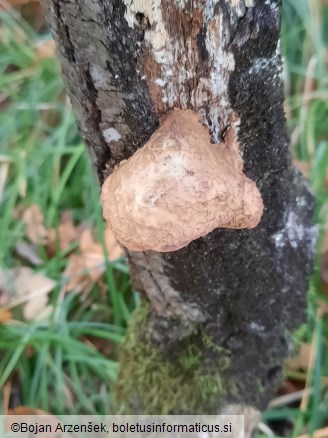 Hapalopilus nidulans