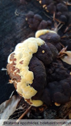 Gloeophyllum odoratum