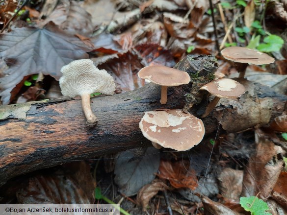 Polyporus brumalis