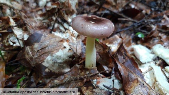 Russula cavipes