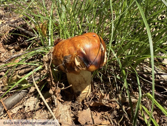Russula foetens
