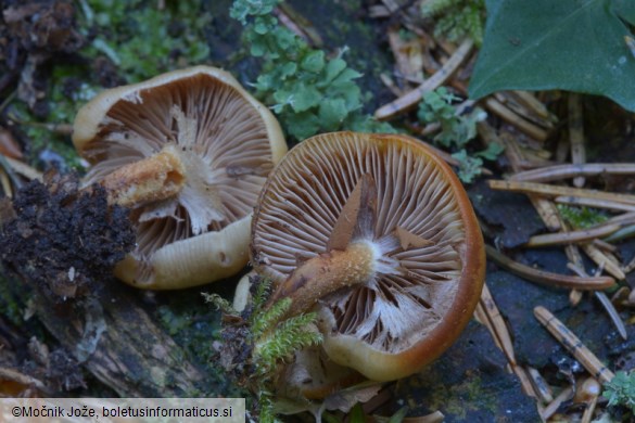 Pholiota vernalis