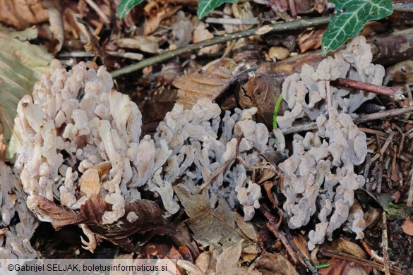 Clavulina cinerea