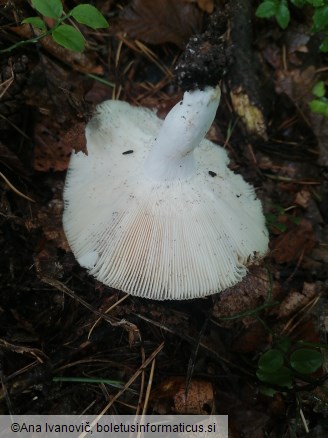 Russula heterophylla