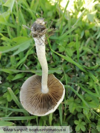 Agrocybe aegerita
