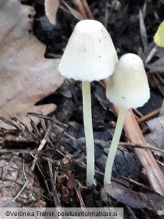 Mycena epipterygia var. epipterygia