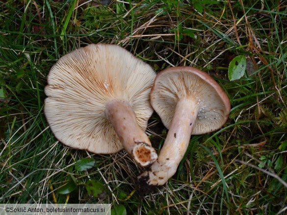 Lactarius hysginus