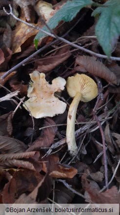 Tricholoma sulphureum