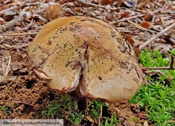 Calonarius suaveolens