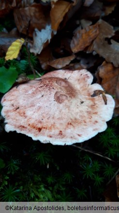 Hygrophorus russula