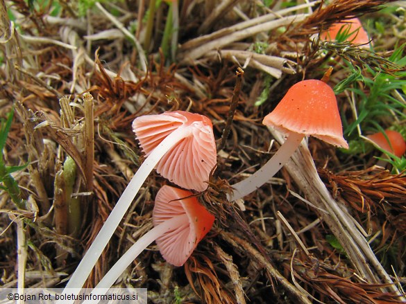 Mycena adonis