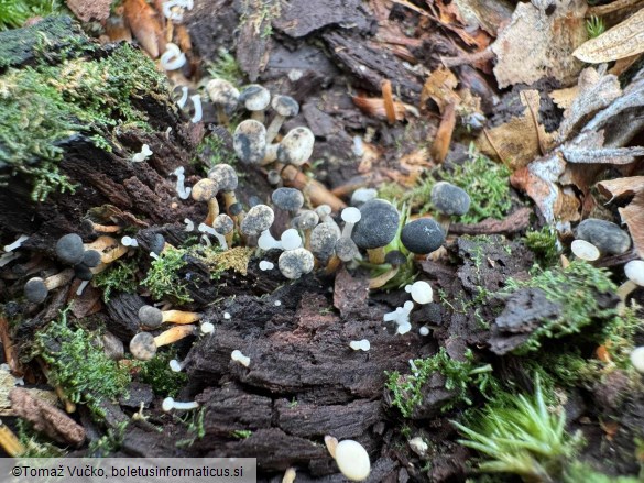 Cudoniella acicularis