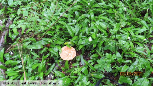 Polyporus tuberaster