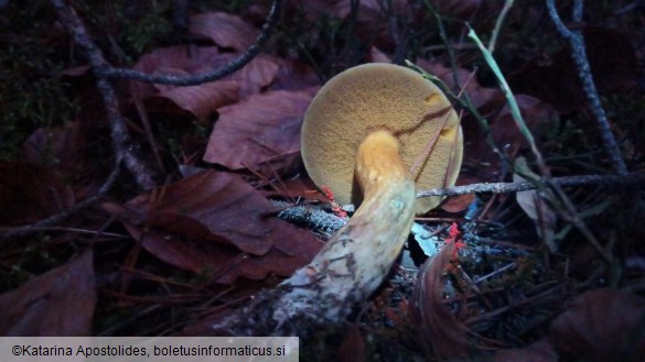 Suillus variegatus