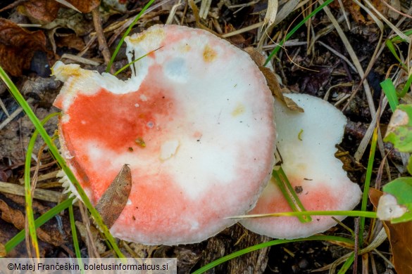 Russula nobilis