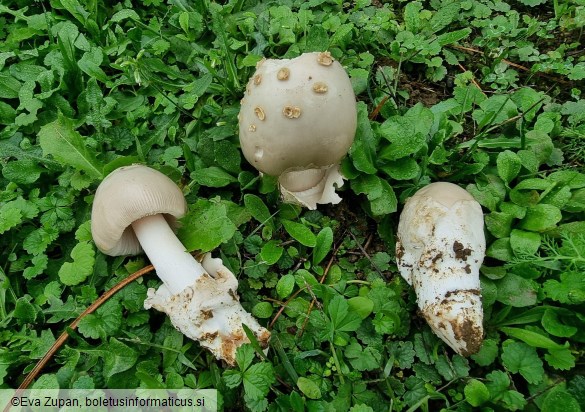 Amanita dryophila f. grisea
