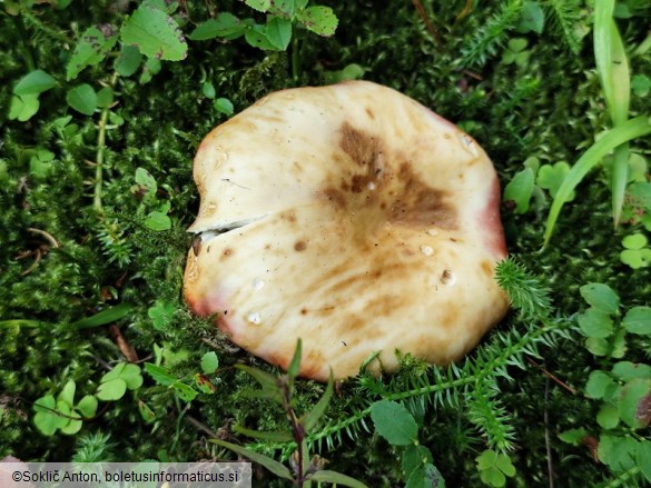 Russula viscida