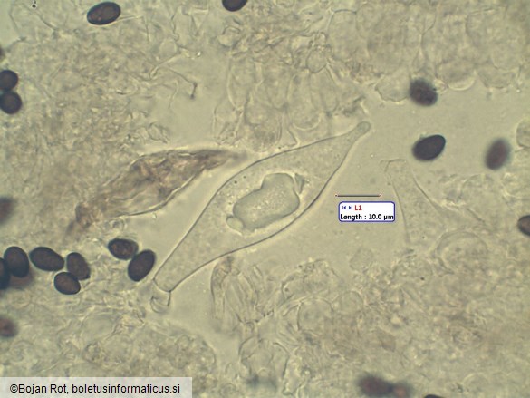 Typhrasa gossypina