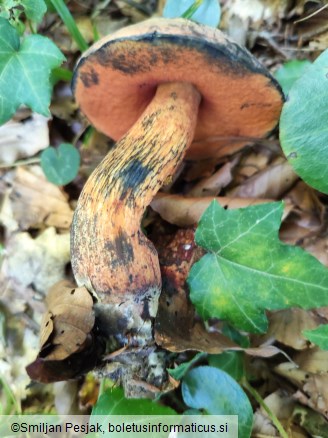 Boletus luridus