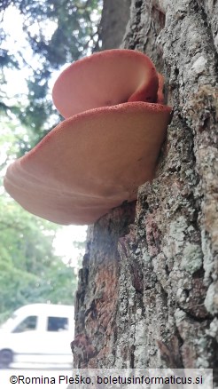 Fistulina hepatica