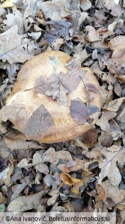 Paxillus involutus