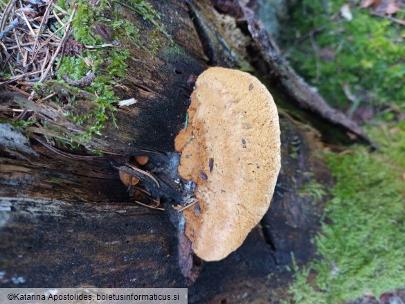 Gloeophyllum odoratum