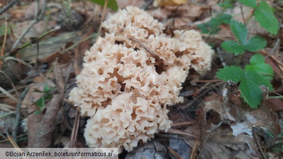 Sparassis crispa