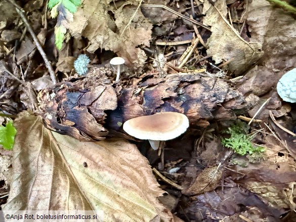 Baeospora myosura