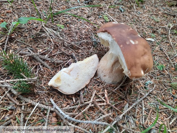 Boletus edulis