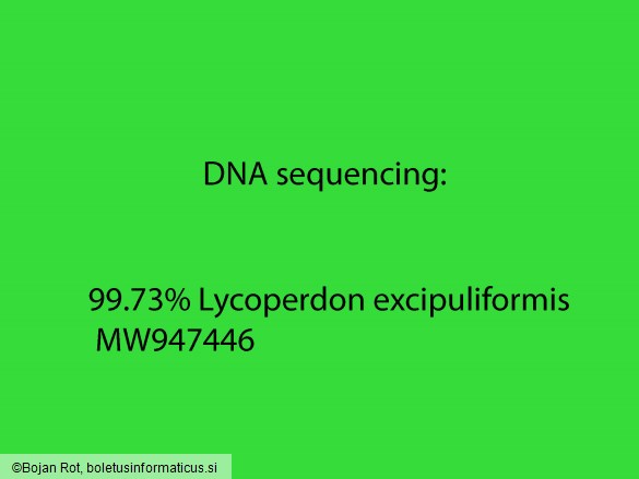 Lycoperdon excipuliforme