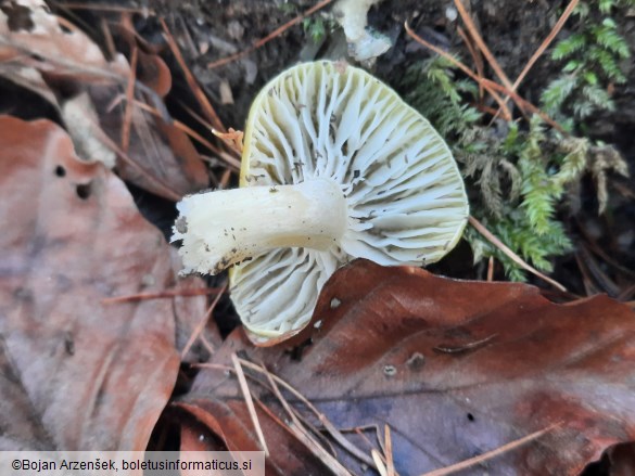 Hygrophorus lucorum