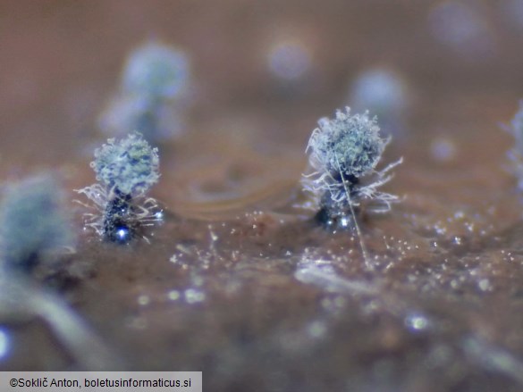 Collariella bostrychodes