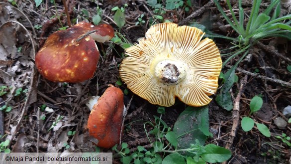 Russula aurea