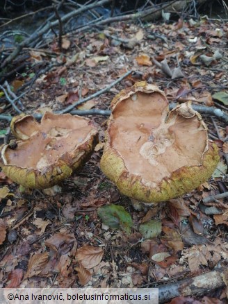 Boletus edulis