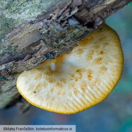 Neofavolus alveolaris