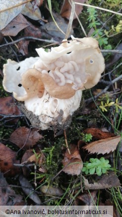 Helvella crispa