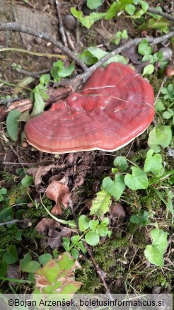 Ganoderma lucidum