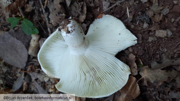 Russula delica