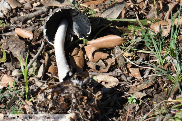 Coprinopsis picacea