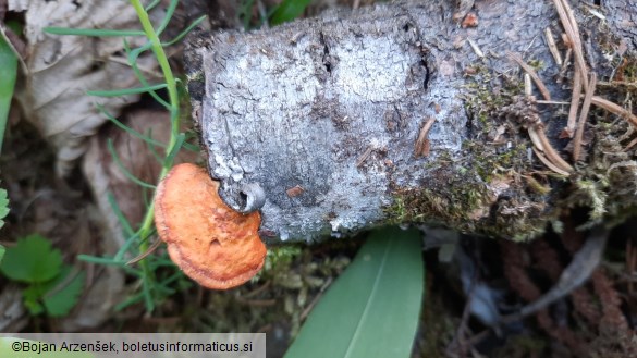 Pycnoporus cinnabarinus