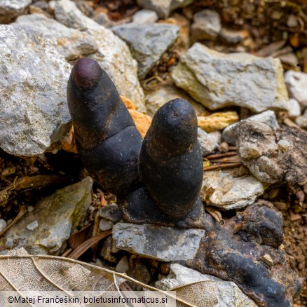 Xylaria polymorpha