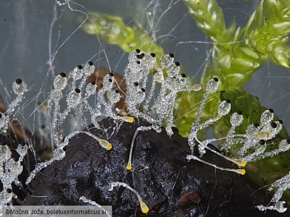 Pilobolus roridus